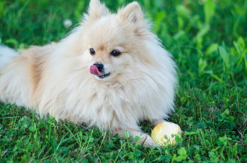 Pomeranian eating pear
