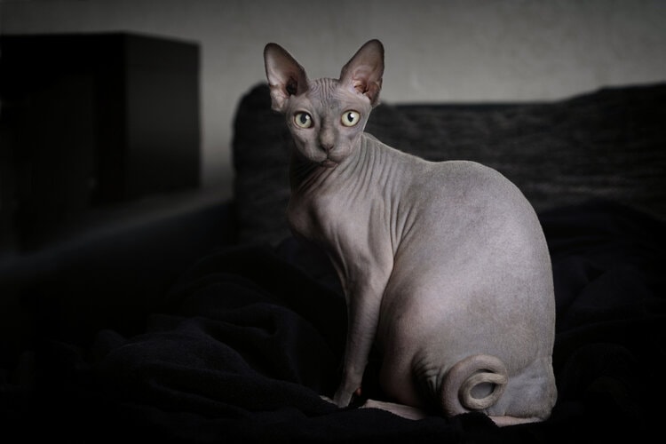Portrait of grey sphynx cat