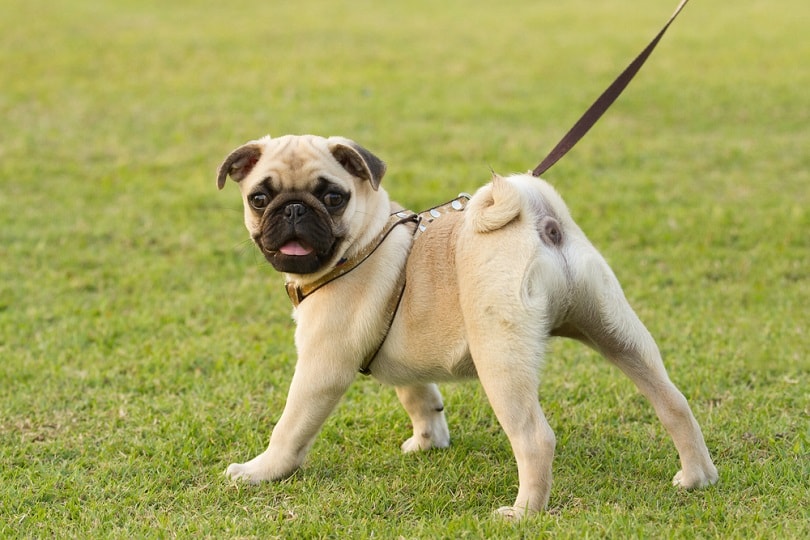 Pug walking in the grass