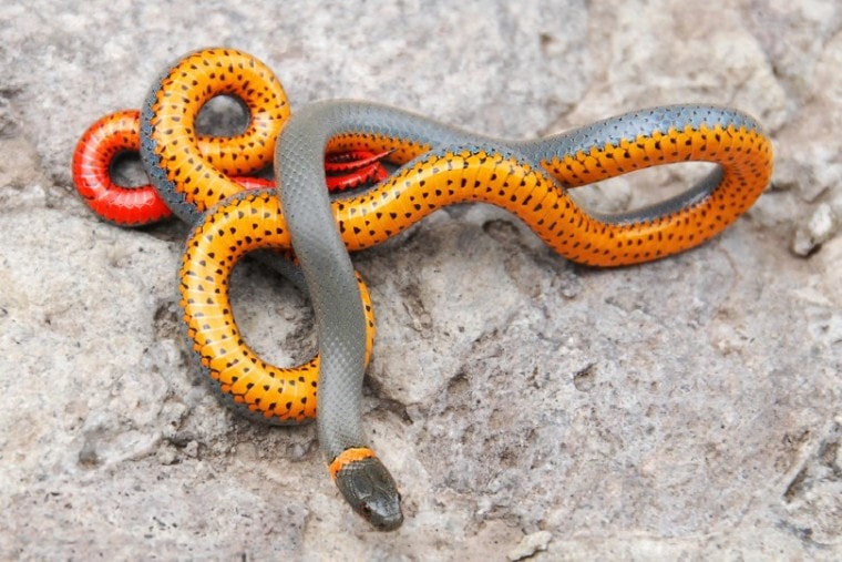 10 Small Pet Snakes That Stay Small (With Pictures) | Pet Keen