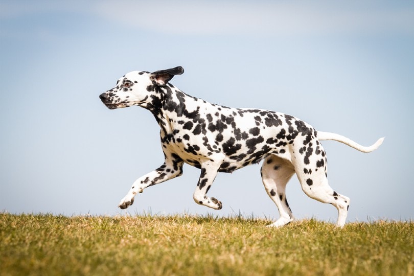 Running dalmatian_Aneta Jungerova, Shutterstock