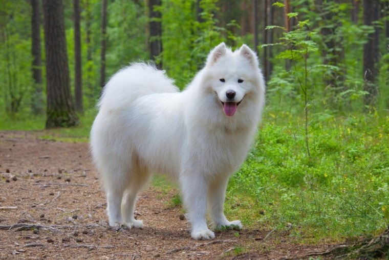 10 Most Beautiful Dog Breeds (with Pictures  Info) | Pet Keen