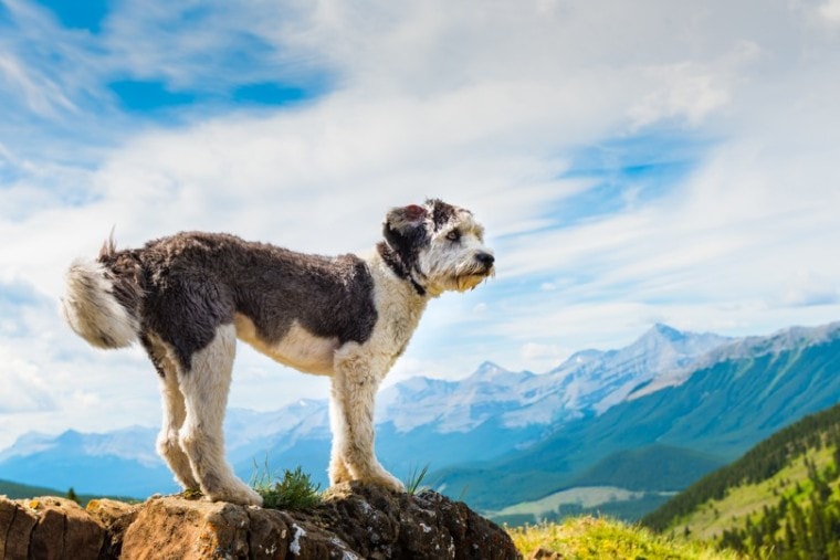 Scenic Hiking with a Polish Lowland Sheepdog