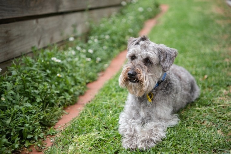 Schnoodle in the grass