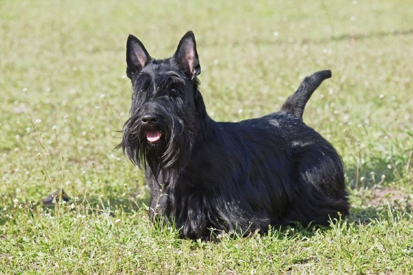 10 Black Dog Breeds: Big, Small & Fluffy (with Pictures) Small & Big Dogs |  Pet Keen