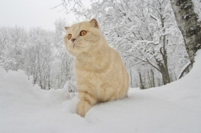 Scottish Fold Cat Breed Info: Pictures, Temperament & Traits