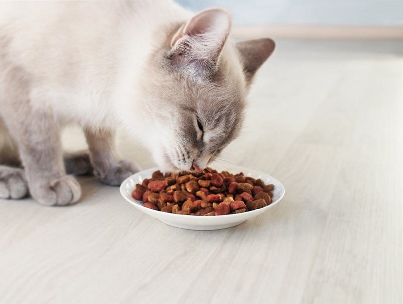 Siamese cat eating dry food from a bowl catinrocket Shutterstock