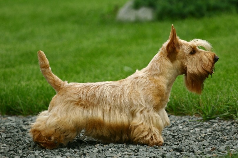 Standing scottish terrier