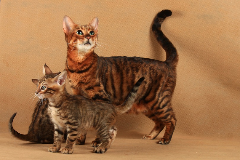 Striped cat of Toyger breed
