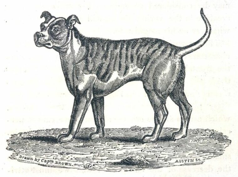 Thomas Brown The Bull Dog illustration of extinct Old English Bulldog