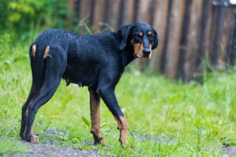 9 Hungarian Dog Breeds that Originated in Hungary (with Pictures) | Pet