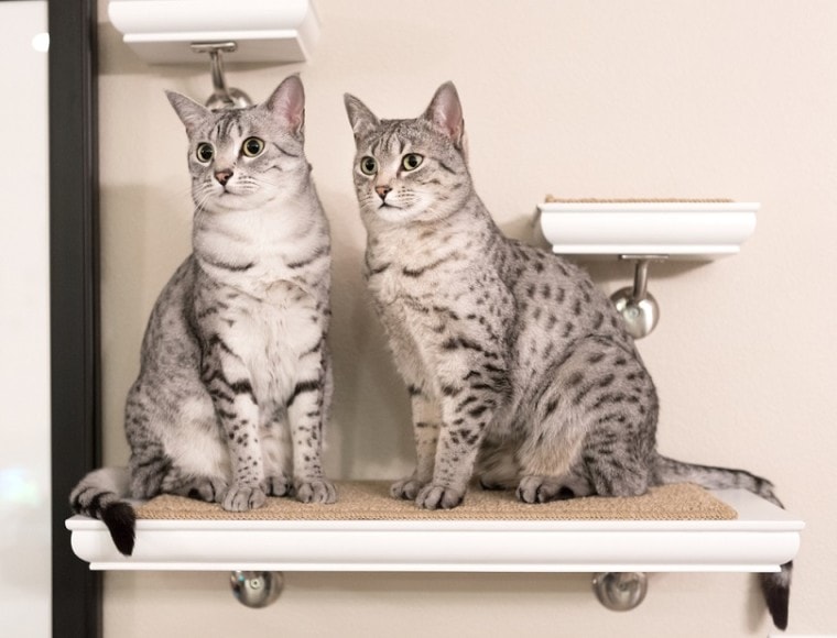 Two cute Egyptian Mau cats