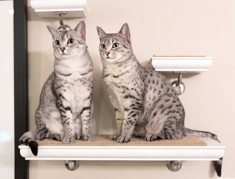Две милые египетские кошки мау