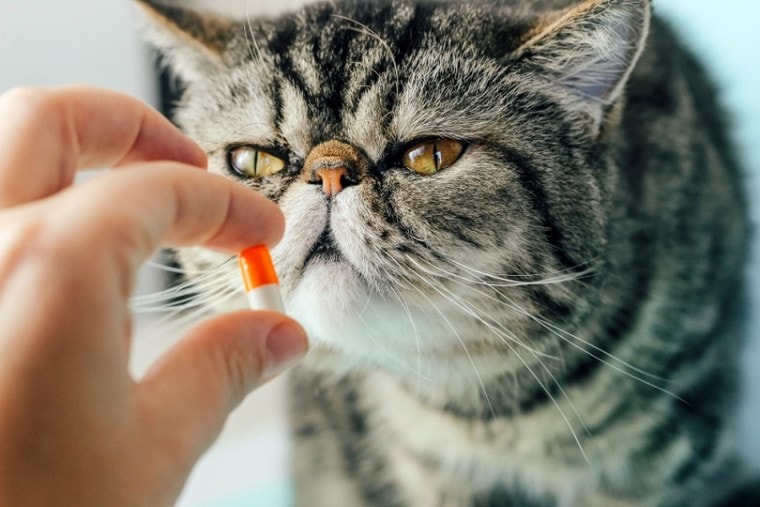 Veterinarian gives a pill to a cat