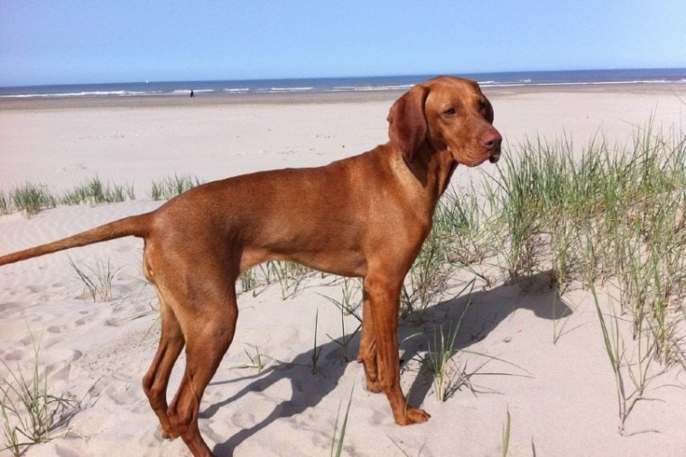 Vizsla dog at the beach