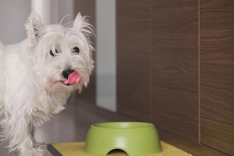 West Highland White Terrier dog at home eating