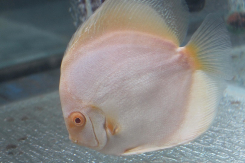 White butterfly Discus