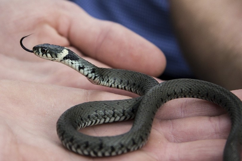 10 Small Pet Snakes That Stay Small Forever (With Pictures)