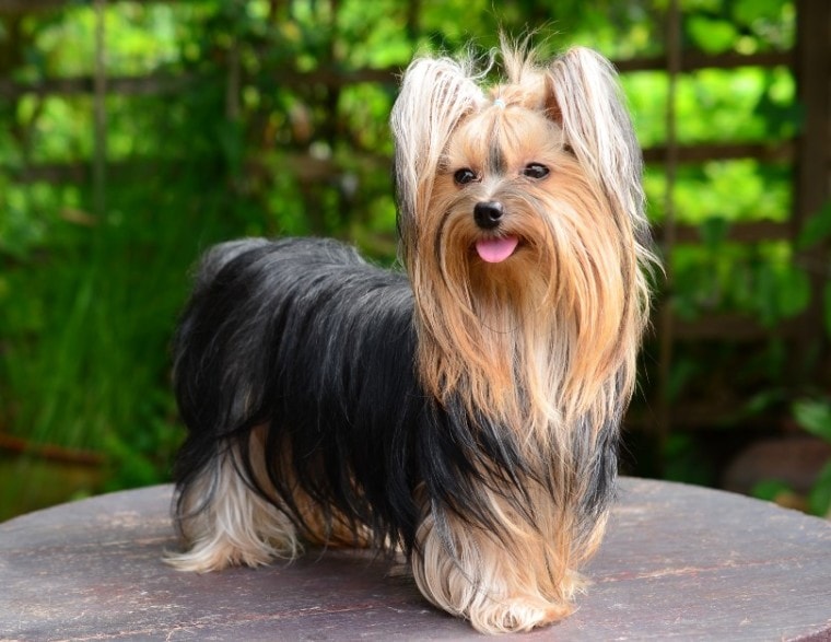Yorkshire Terrier standing on a wooden table