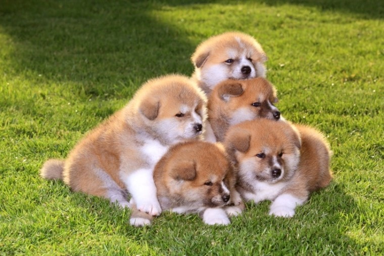 akita puppies huddled in the grass