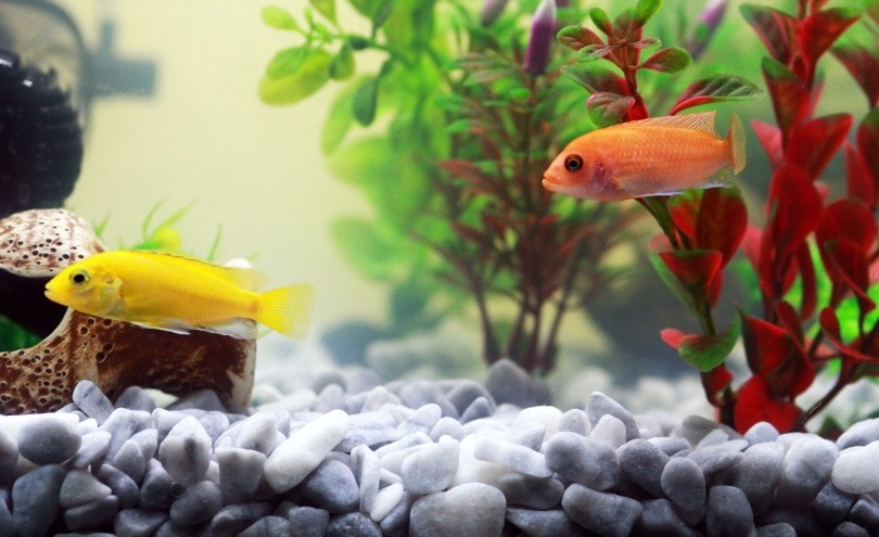 Aquascape Your Goldfish Tank Like a Pro: 10 Methods That Work