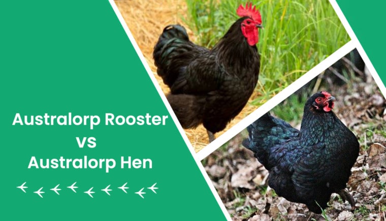 australorp rooster vs hen header