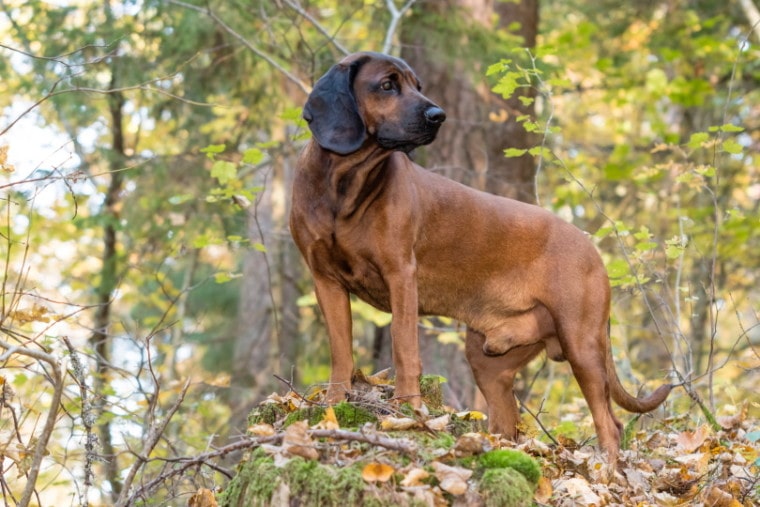 bavarian mountain hound_Aleksandr Abrosimov_Shutterstock