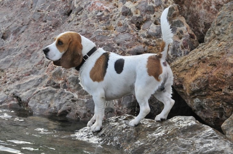 beagle on rock