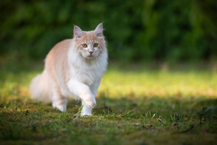 beige fawn maine coon cat on the move walking