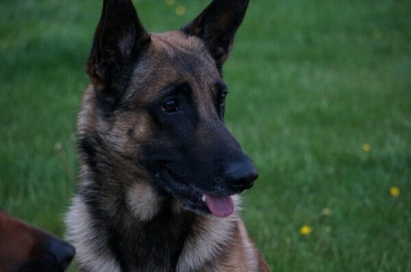 Belgian Malinois Dog Breed Guide: Info, Pictures, Care & More! | Pet Keen