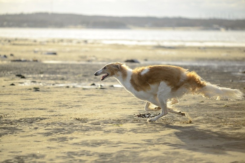 borzoi dog running