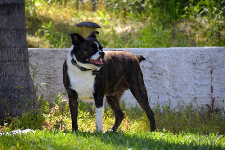 boston terrier chihuahua_Alyssa Culpepper_Shutterstock