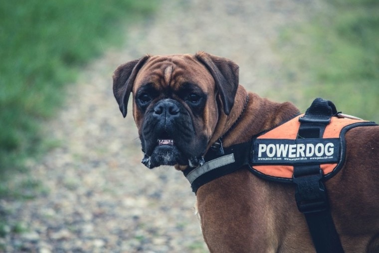 boxer police dog