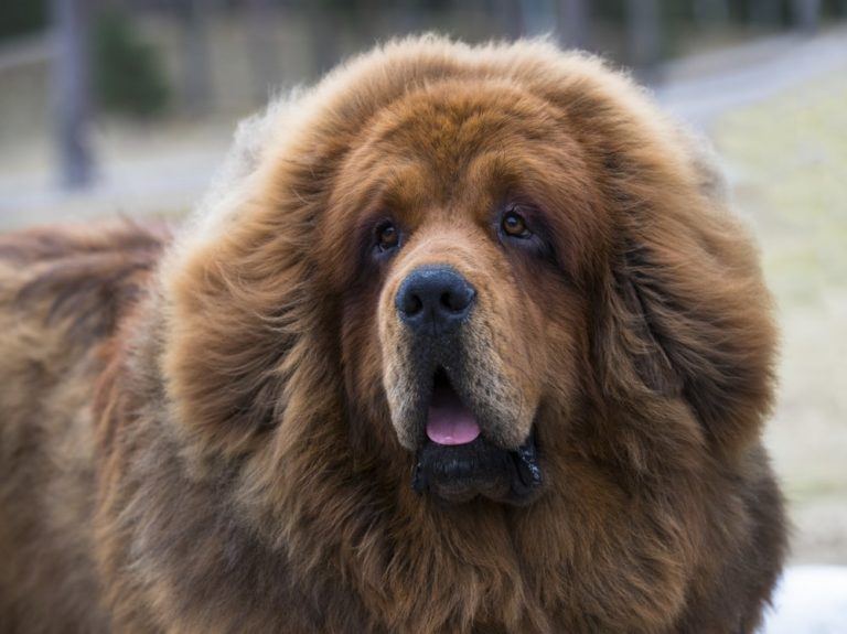 brown tibetan mastiff_Shutterstock_Liliya Kulianionak