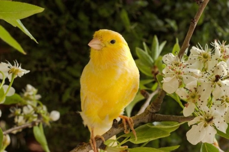 canary bird on branch with flowers