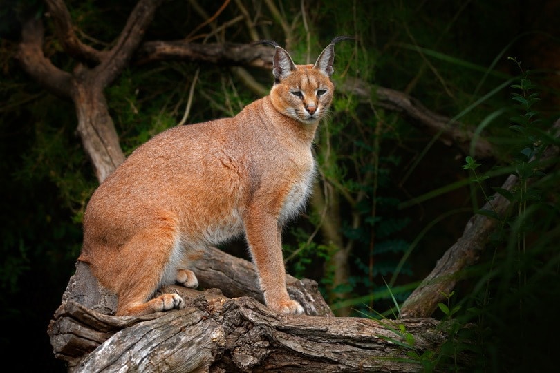 Do Caracals Make Great Pets Here S What You Need To Know Pet Keen