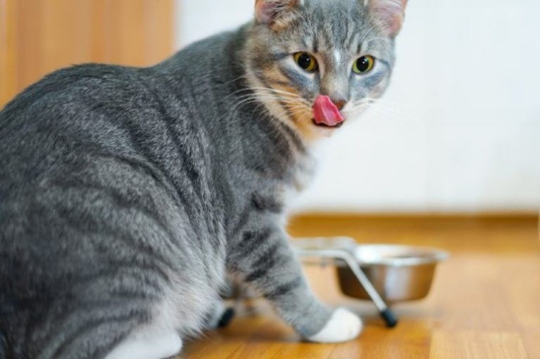 cat after eating food from a plate