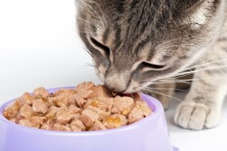 cat eating food from a bowl