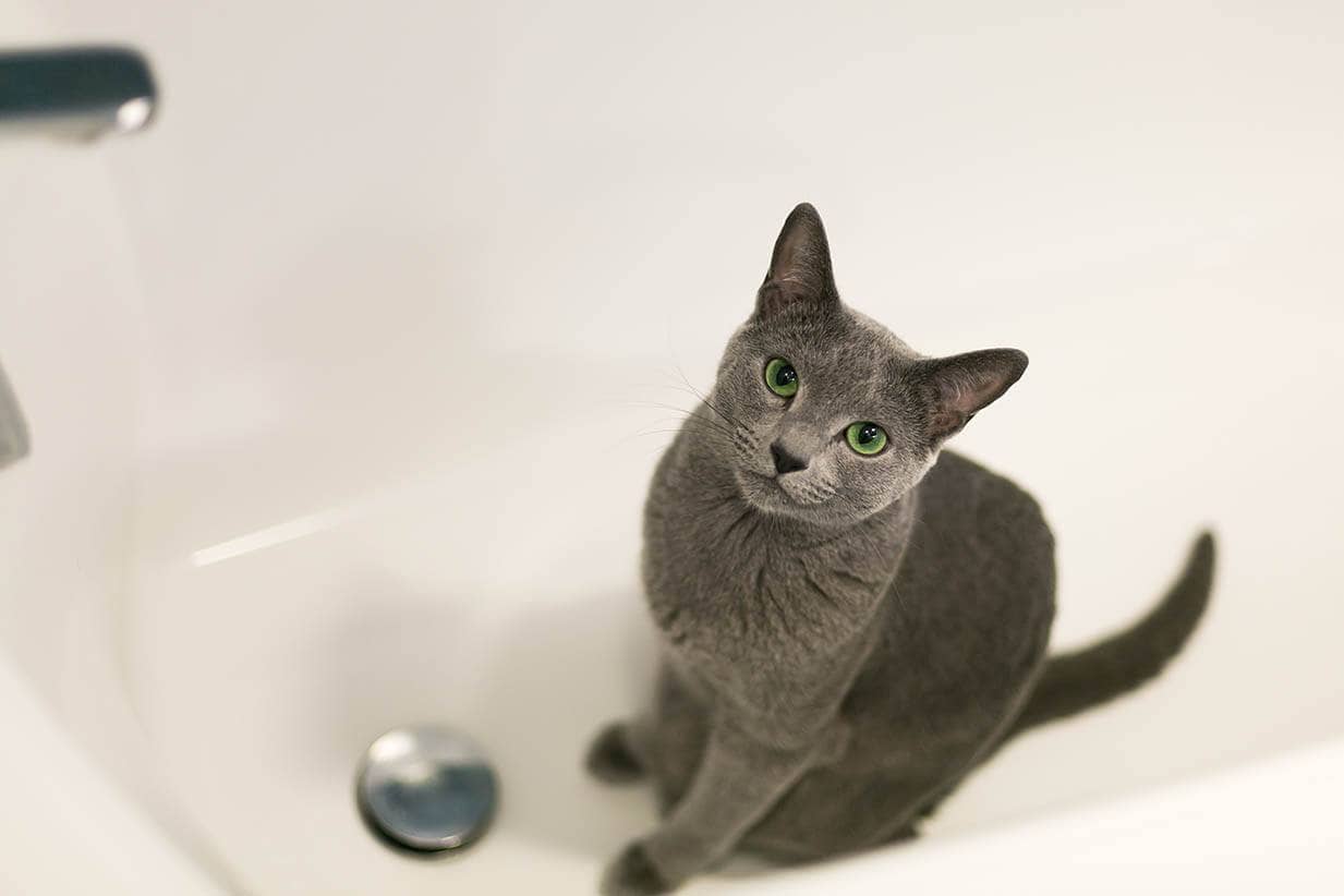 How To Give Your Cat A Bath 10 Simple, Cat In A Bathtub