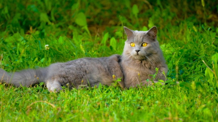 chartreux cat in grass_Piqsels