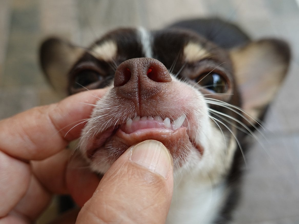 checking puppy teeth