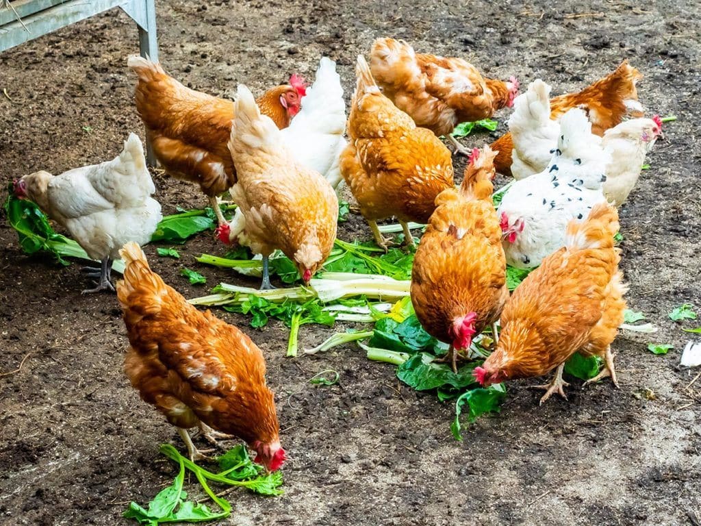 What Food Can Chickens Eat? 99 Safe Veggies, Fruits, and More Pet Keen