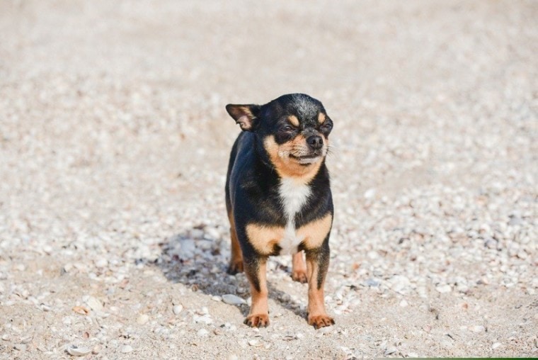 chihuahua dog posing on a beach