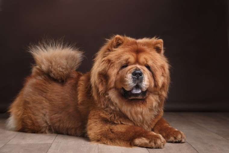 chow chow on a retro vintage background