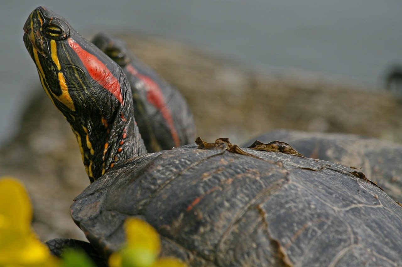 close up red-eared slider