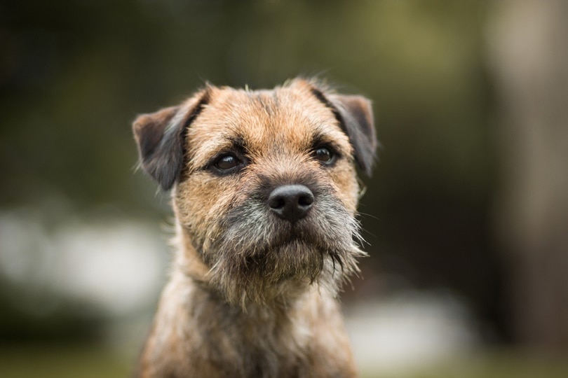 15 Types of Terrier Dog Breeds Small & Large (With Pictures) Pet Keen