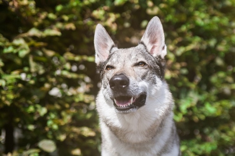 czechoslovakian wolfdog-pixabay