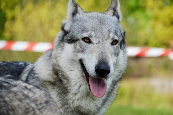 Czechoslovakian Wolfdog Pixabay2 600x399 