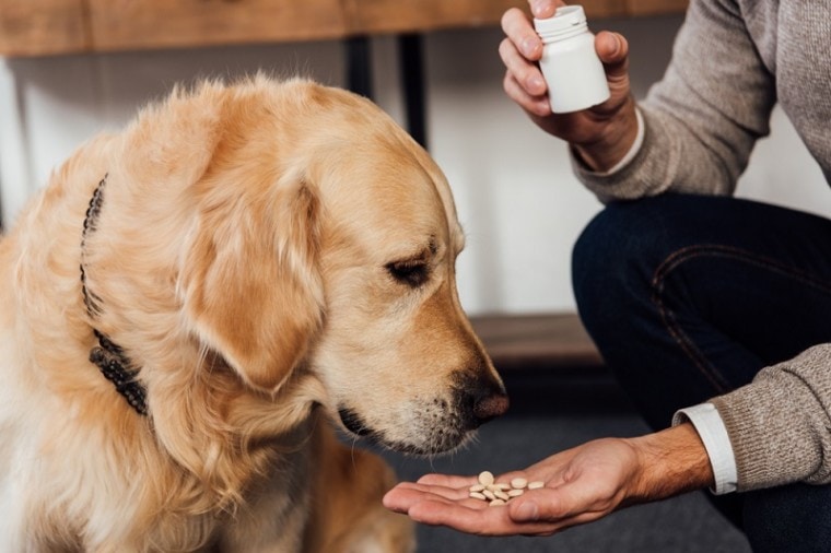 medicina para perros