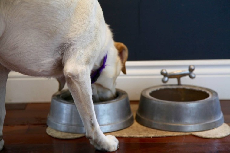 dog drinking in the water bowl